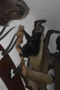 IMG 5494