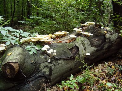 PA081039