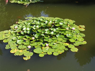 AG0194