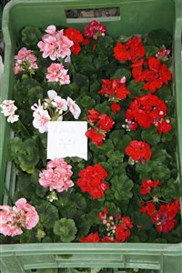 IMG 1491 resize