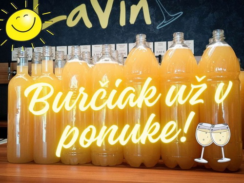 burčiak_lavin