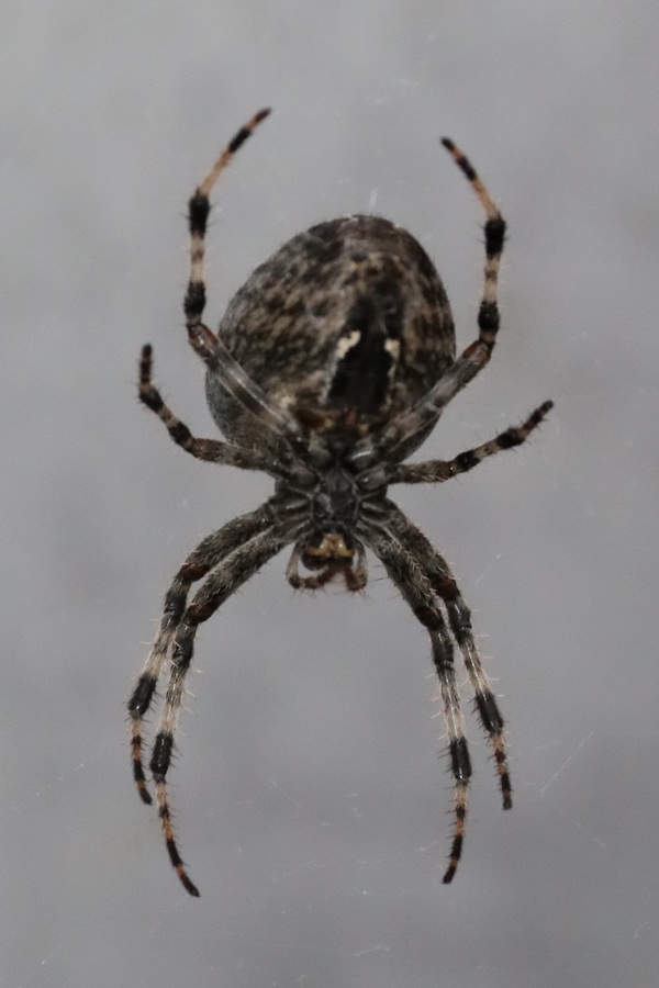 pok_600_20260920